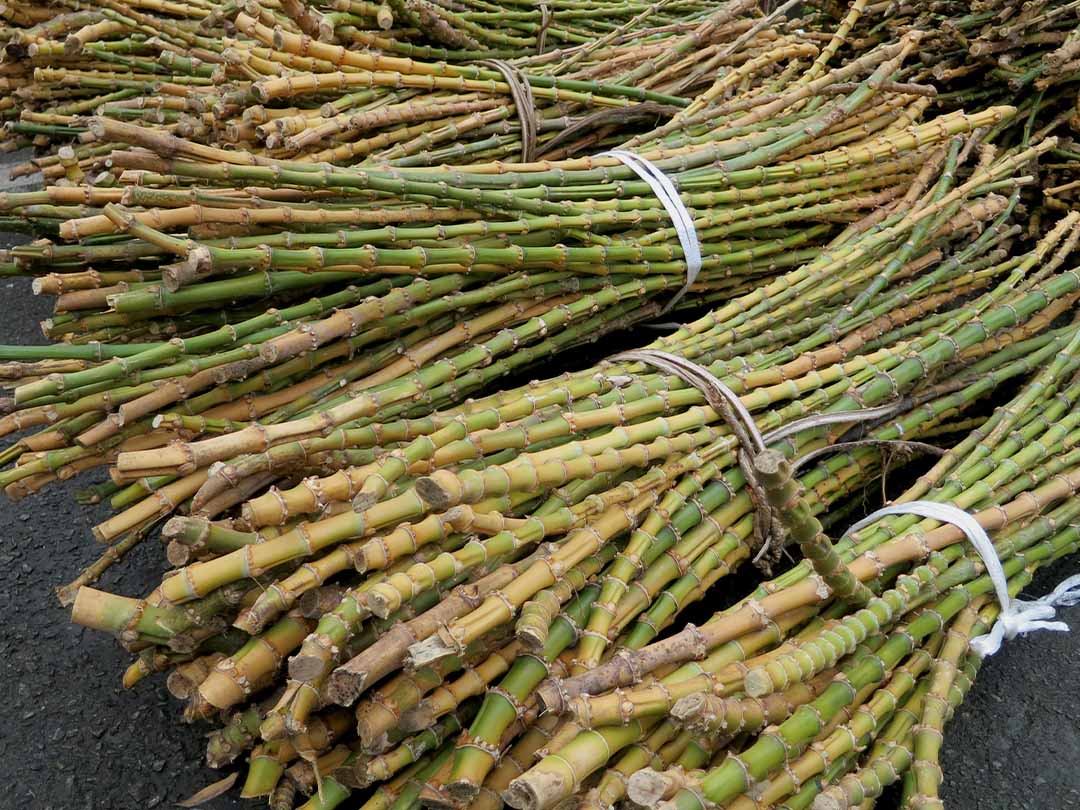 大きな竹の根っこ生活様用 大きな竹の根っこ生活様用 hqdefault.jpg