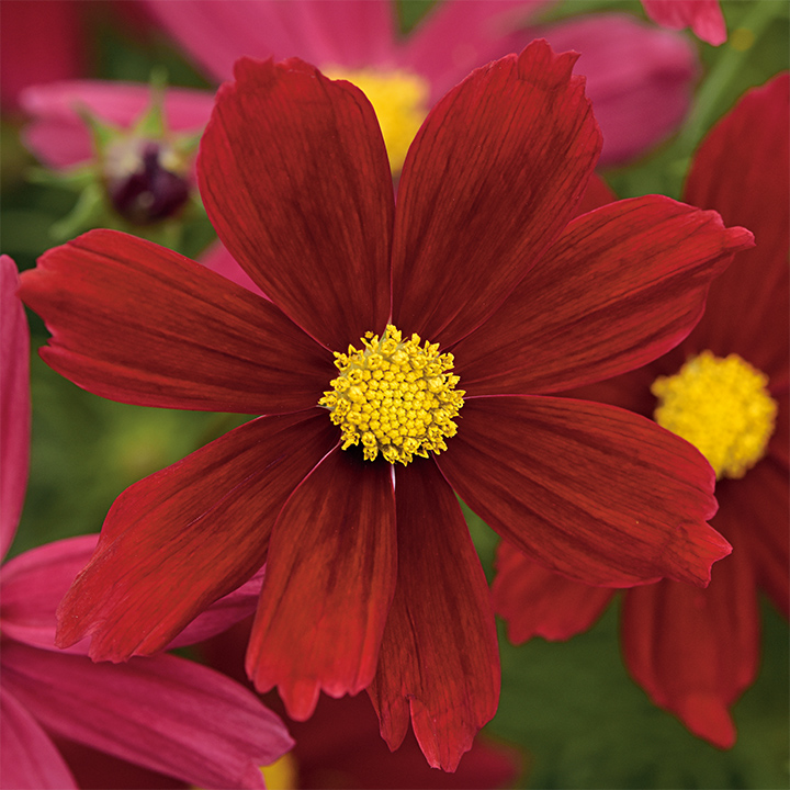 新正 ヒノトリ コスモス