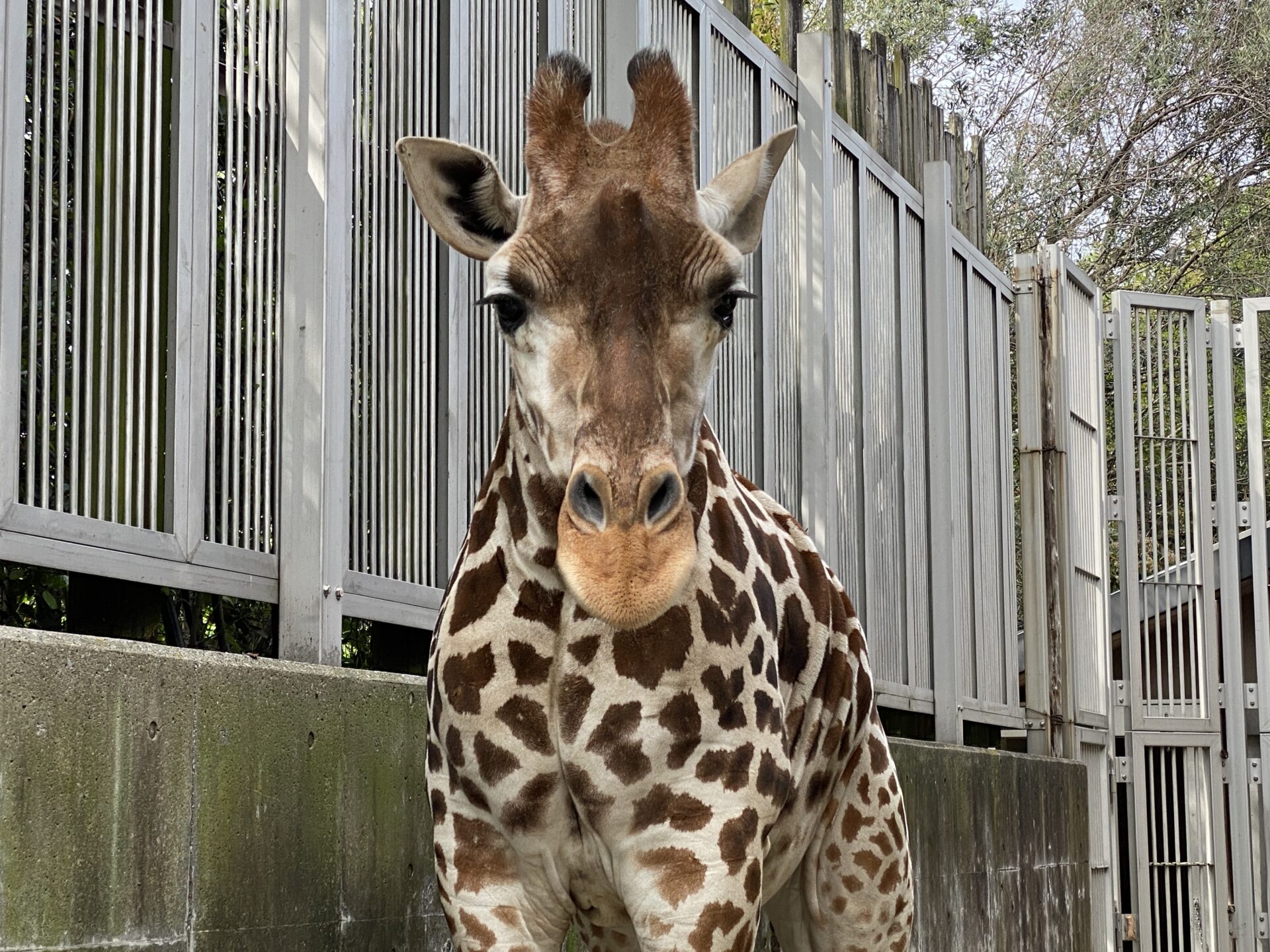 謹賀新年！ 1月生まれさん集合！ | 地方独立行政法人天王寺動物園