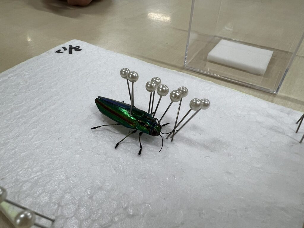 ワークショップ「昆虫の標本を作ってみよう！」と「ゲリラ昆虫観察会