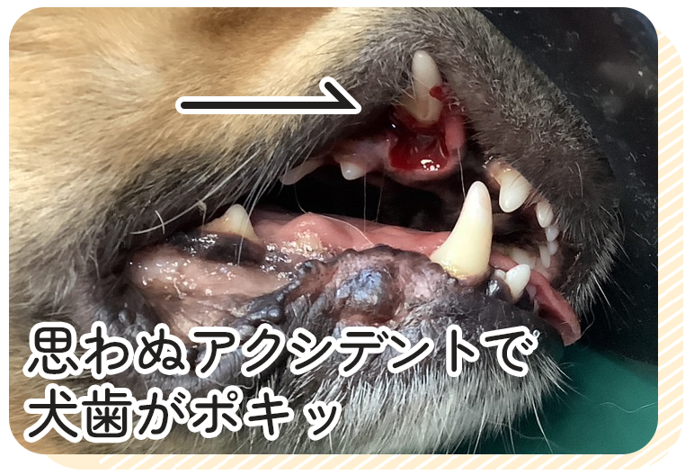 歯科・口腔外科