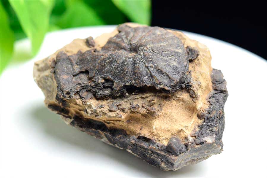 モロッコ産アンモナイト 化石｜瑪瑙化（メノウ化）｜非研磨｜ammonite