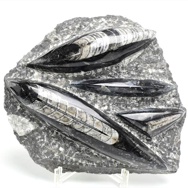 オルソセラス（直角貝/Orthoceras）化石プレート｜モロッコ産