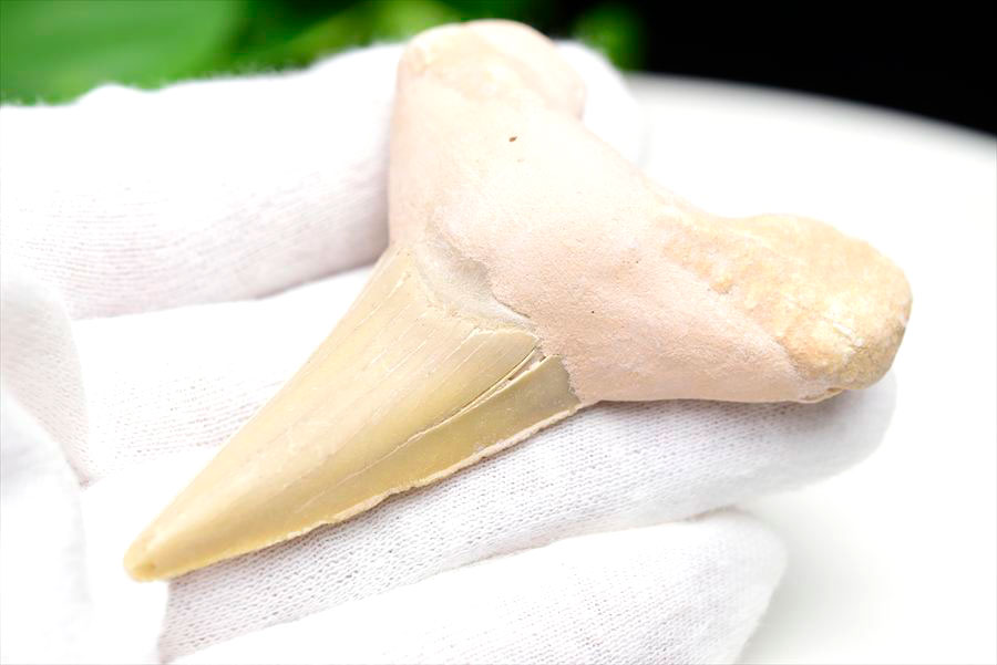 サメの歯 化石 モロッコ産｜オトドゥス オブリクス｜大きめ