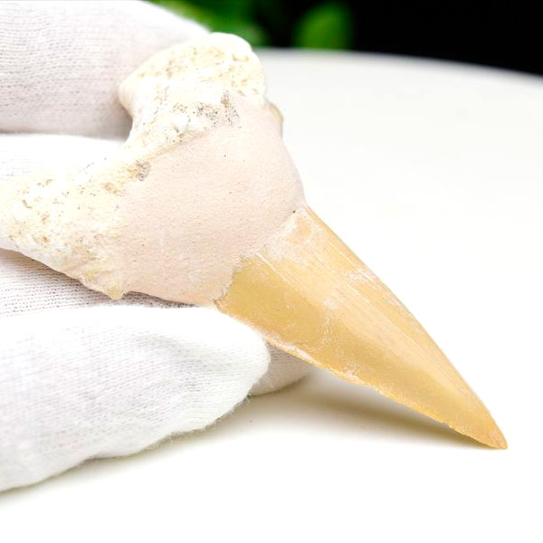 サメの歯 化石 モロッコ産｜オトドゥス オブリクス｜大きめ