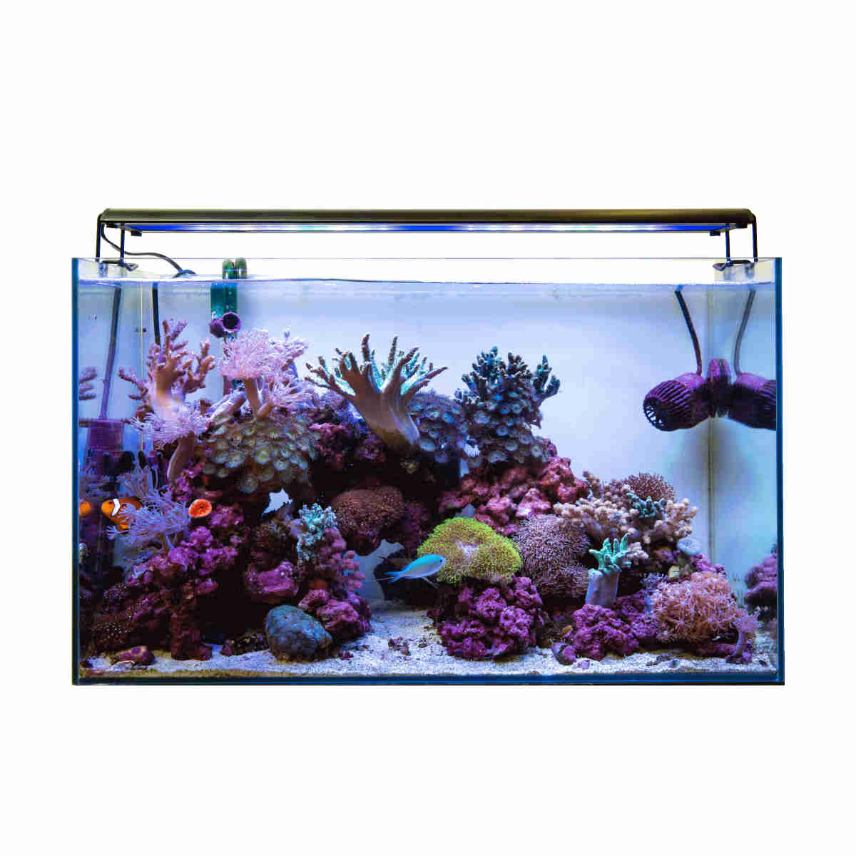 グラッシーウイング2 マリン 60㎝ GrassyWing2 60 Marine - ボルクス