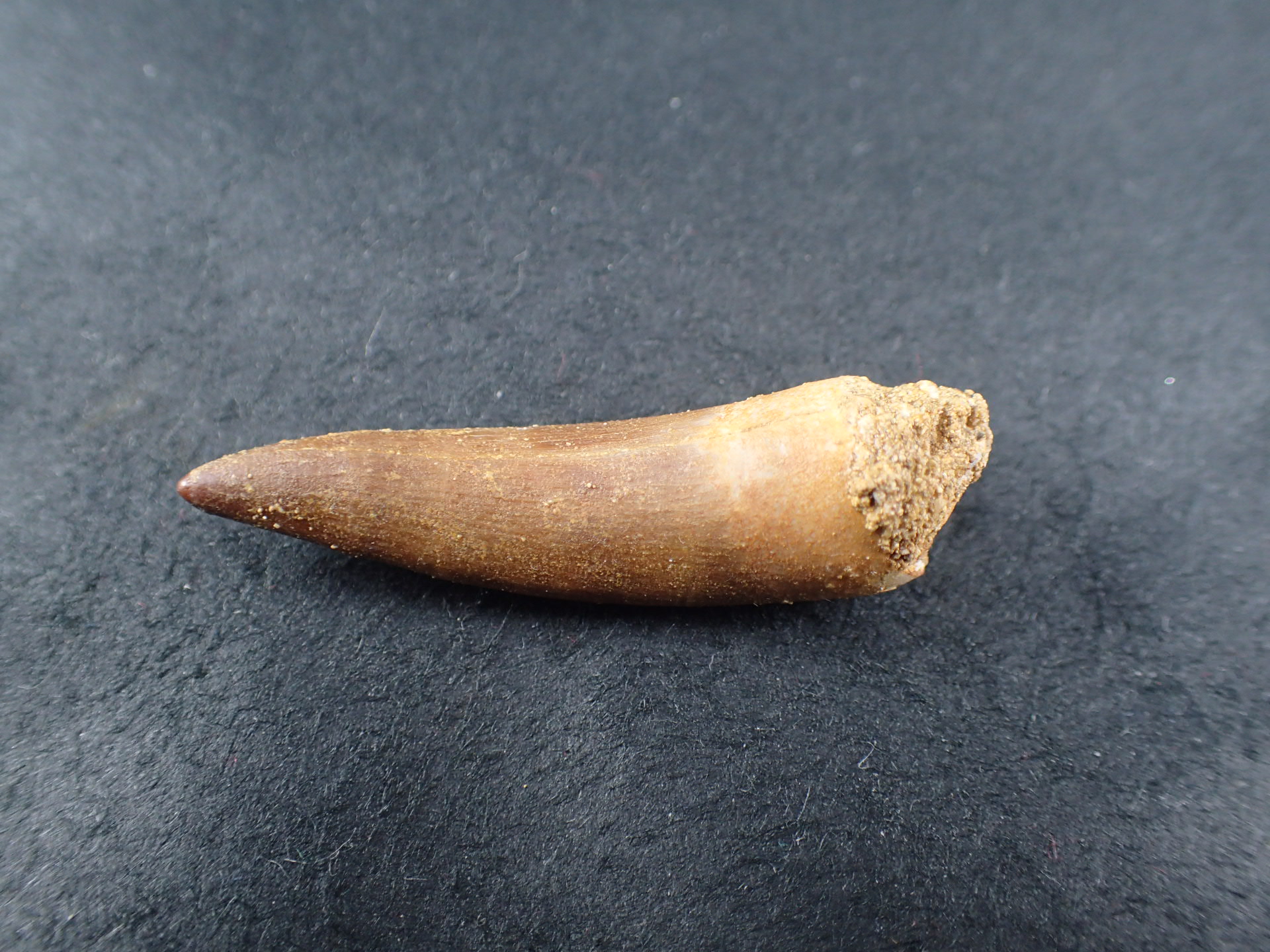 首長竜プレシオサウルス歯化石特大