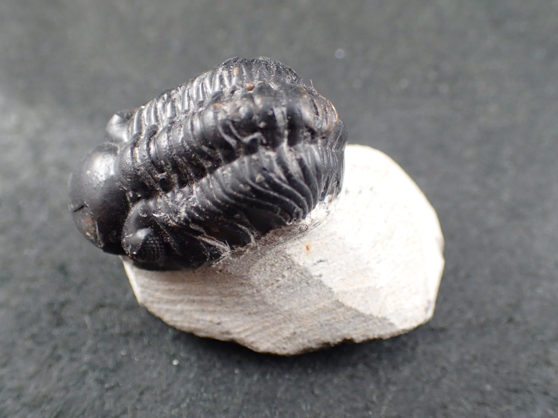 三葉虫 化石（Trilobite Fossil)（学名 ： Phacoida.sp） 時代