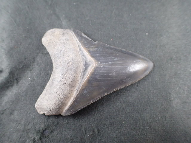 希少：青色 大きめ：148mm】メガロドン 化石 標本 サメの歯 歯の化石