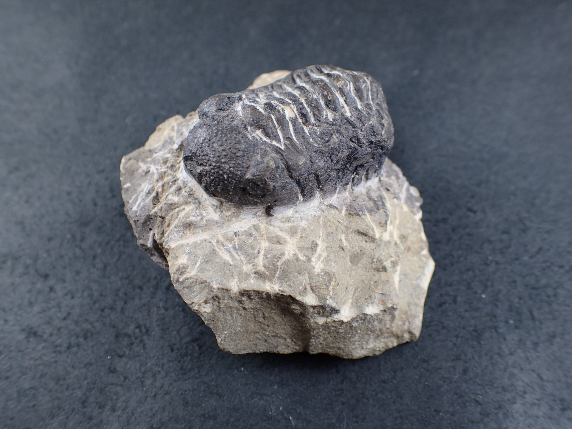 三葉虫 化石（Trilobite Fossil)（学名 ： Phacops） 時代 ： 古生代