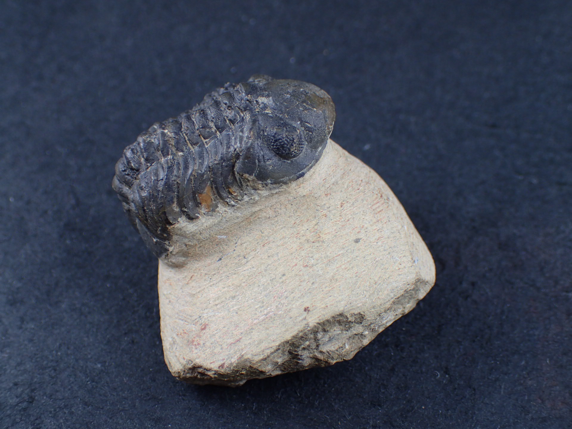 三葉虫 化石（Trilobite Fossil)（学名 ： Phacoida.sp） 時代