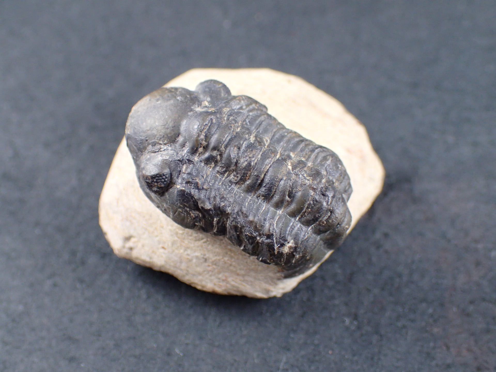 三葉虫 化石（Trilobite Fossil)（学名 ： Phacoida.sp） 時代