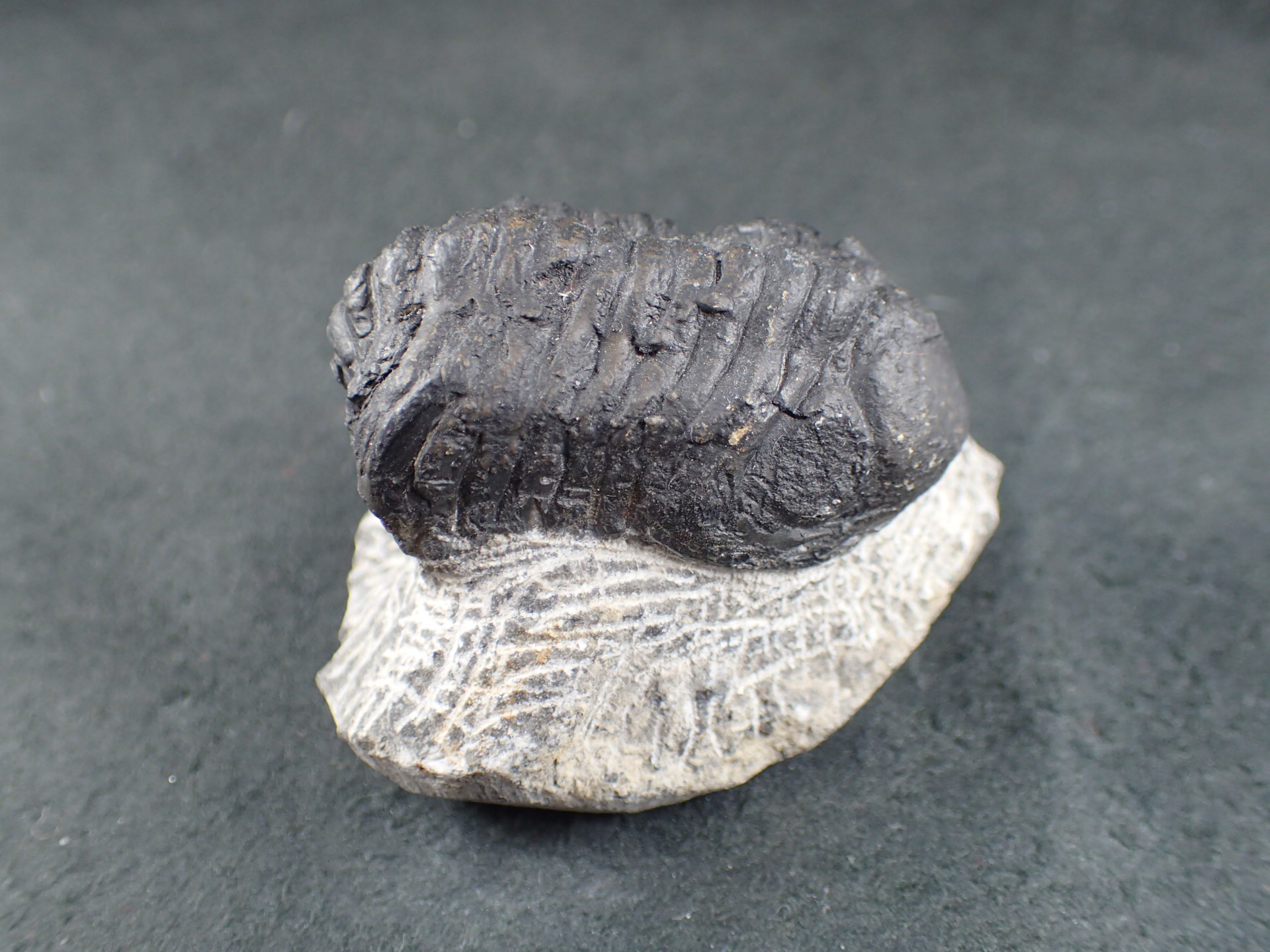 三葉虫 化石 fossil ボリビア産 trilobite 南アメリカ化石郡⑦ 【公式