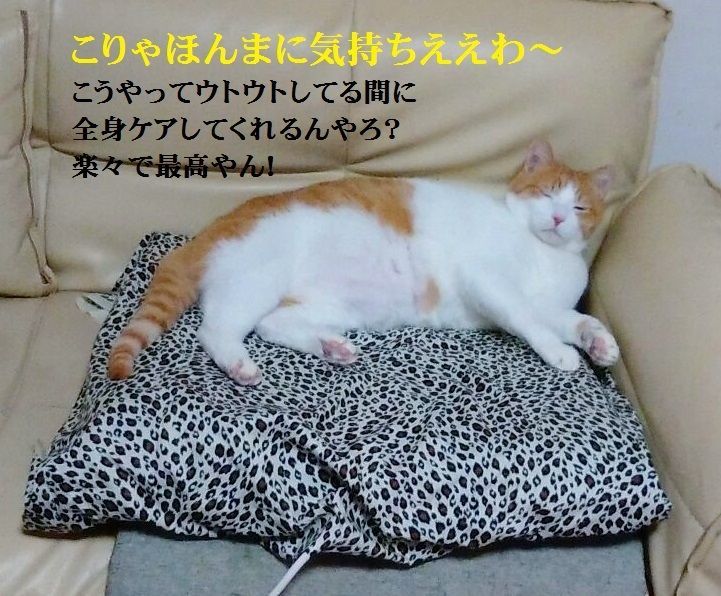 ネコちゃん・ワンちゃんに全身まるごと血行ケア