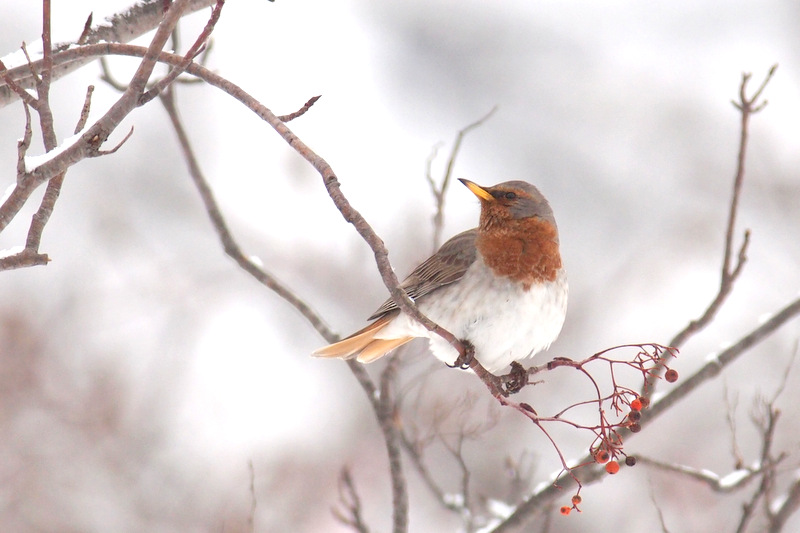 苫小牧東港 鵡川漁港 冬の水鳥いろいろ｜おまさのこっそり野鳥日記