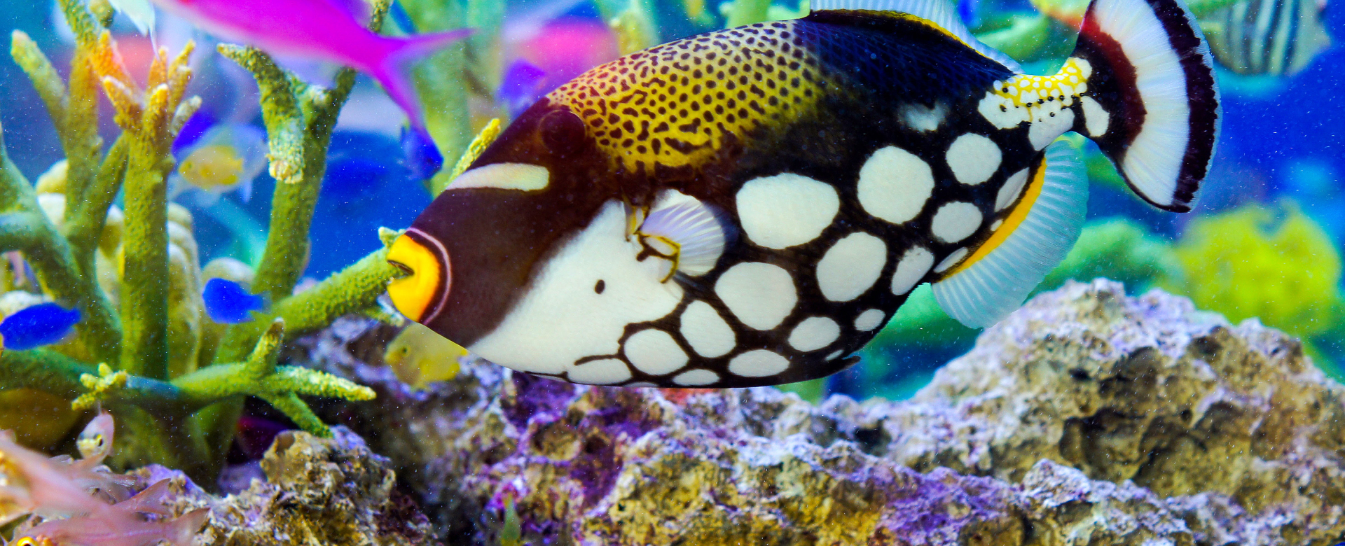 新品 アクアリウム ゼンスイ nano LeviL 600W RGBライト 【公式通販】