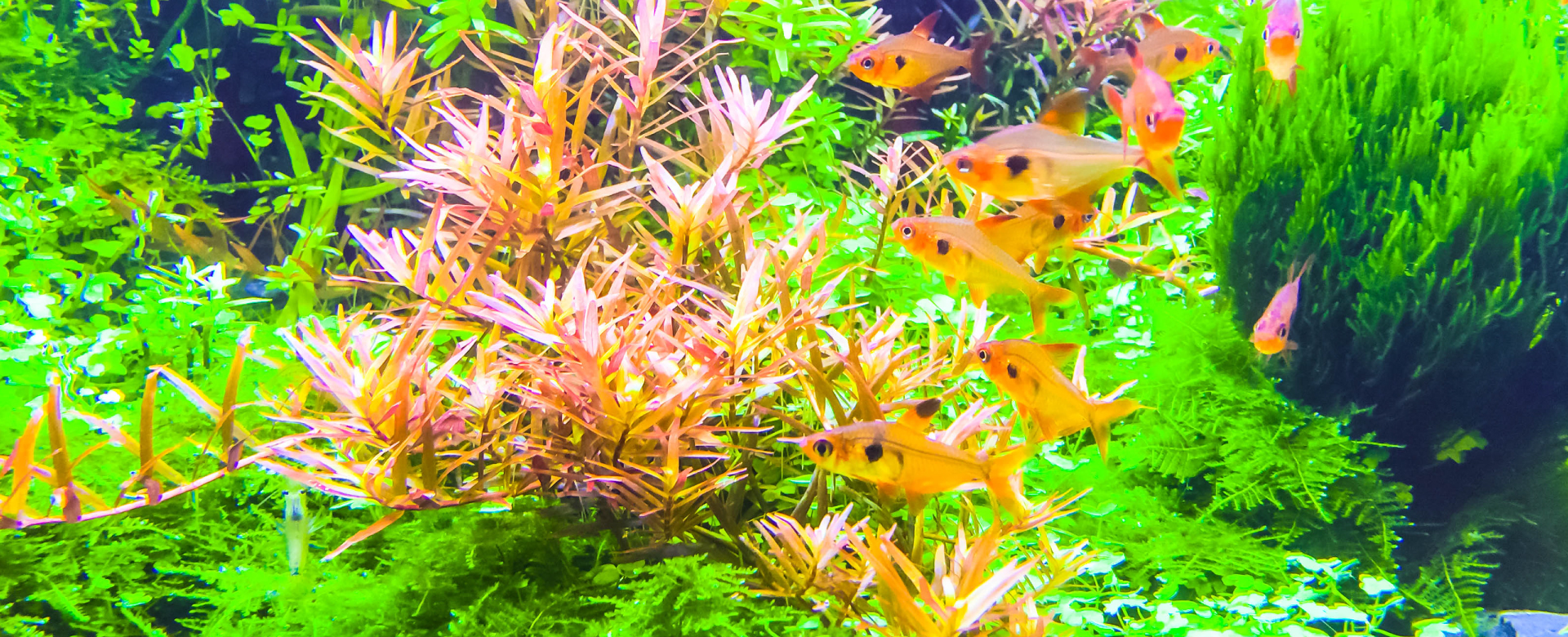 ナノレビル｜ゼンスイ株式会社