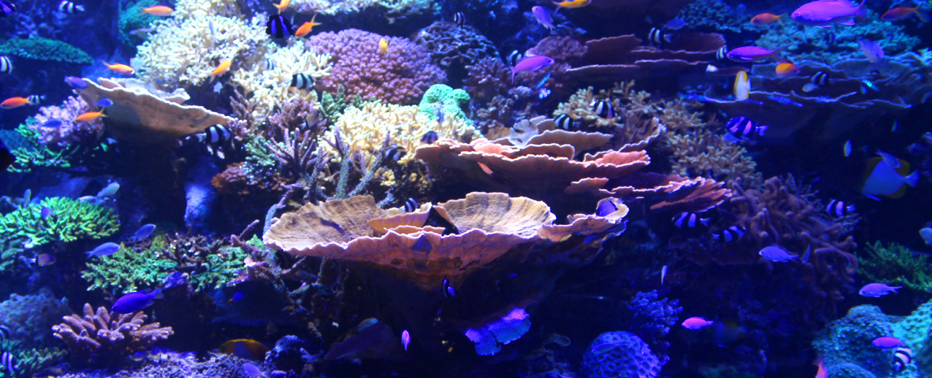 ナノレビル｜ゼンスイ株式会社