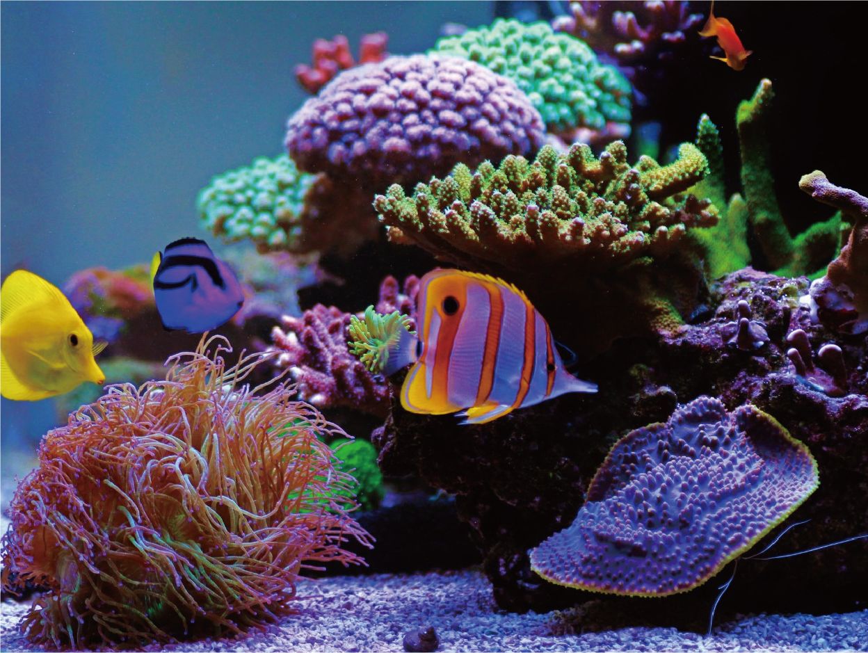 ZC-100α 2025年購入 ZC-αシリーズ｜ゼンスイ株式会社