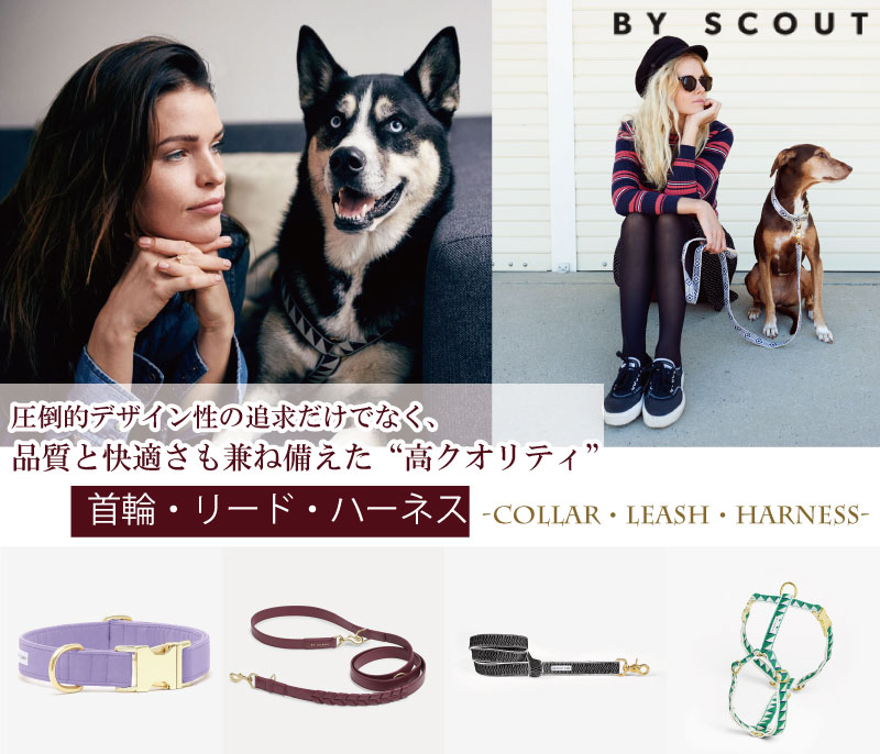 首輪 See Scout Sleep / The Scot / ヴィジュアル・オレンジ