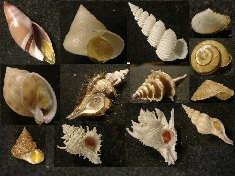 貝殻標本 イガギンエビス⑥ ショップ 貝殻標本 イガギンエビス⑥ 貝殻