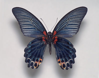 ナガサキアゲハ標本