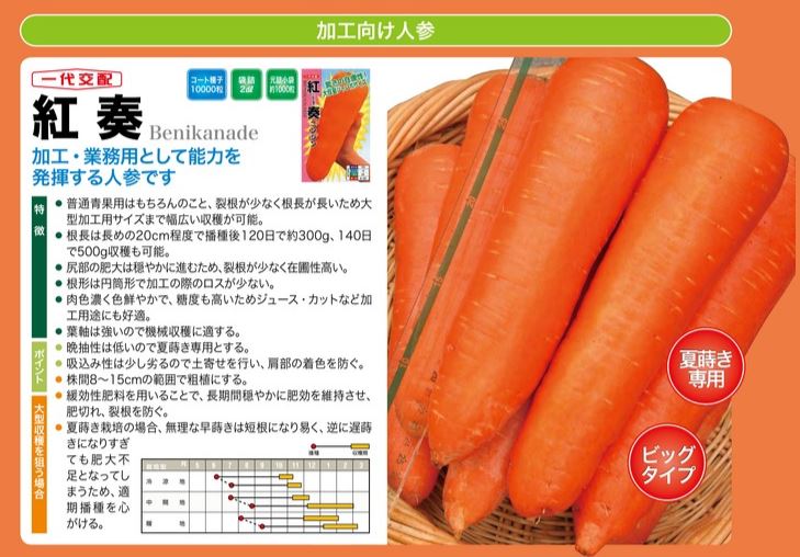 ナント種苗のニンジン 紅奏・晩抽紅奏【驚きの在圃性！大収量ジャンボ