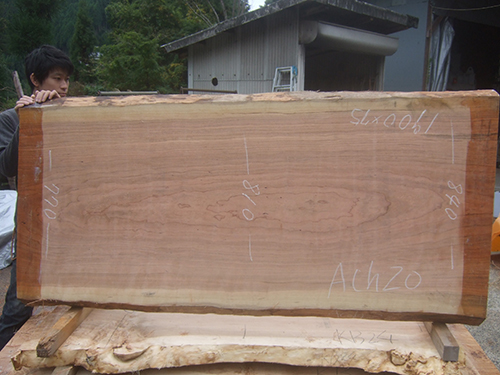 一枚板テーブルの吉野杉ドットコム取り扱い樹種 | 一枚板テーブルと
