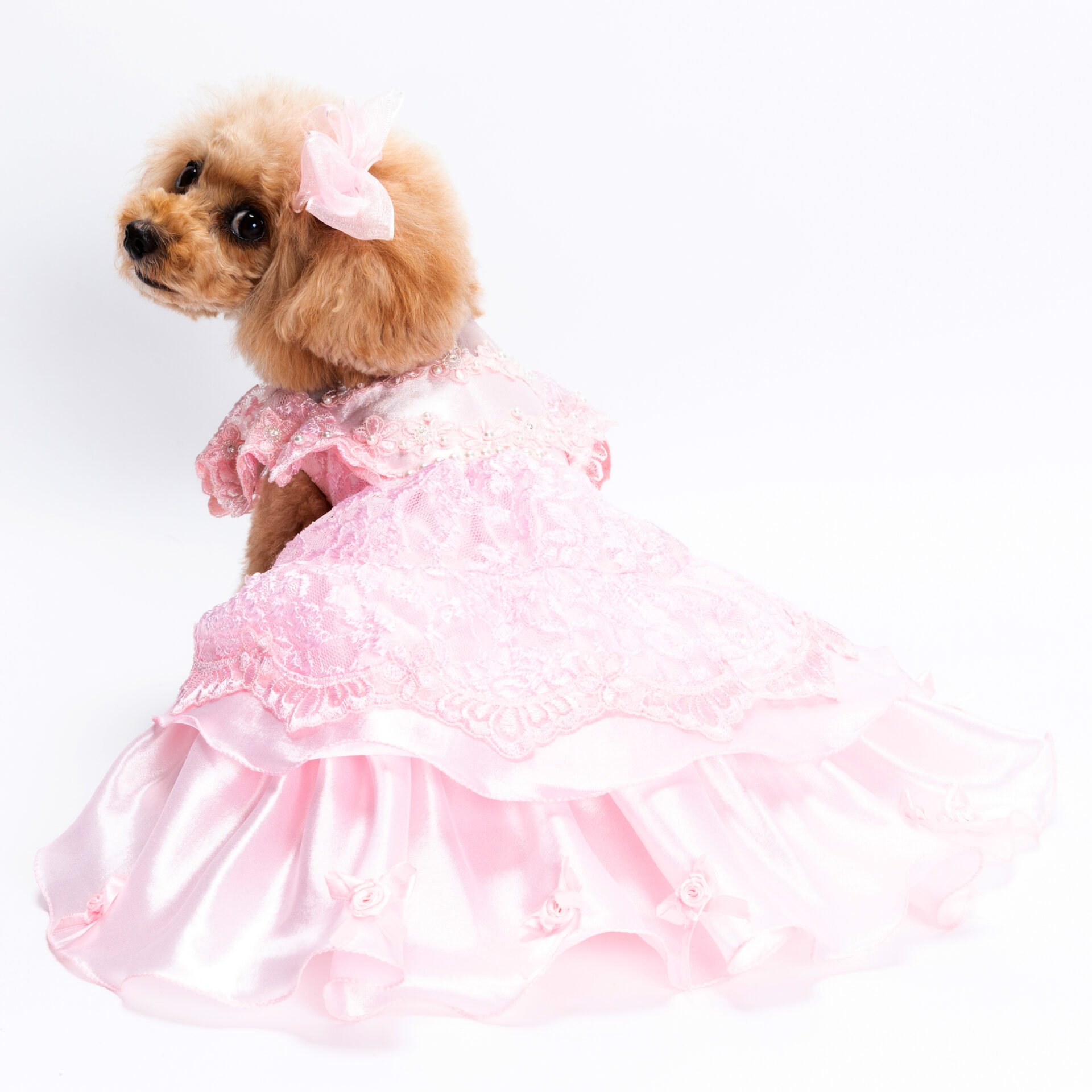 犬猫服 1枚限りピンクの襟付きドレス SSサイズ | 犬服・猫ペット服