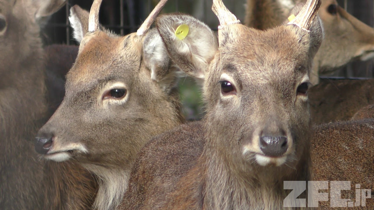 根付け 人物 材質日本ホンシュウ鹿角 N20 根付け 人物 材質日本