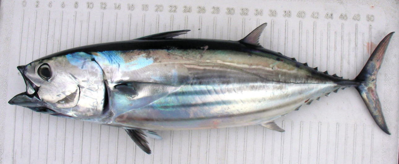 カツオ - WEB魚図鑑