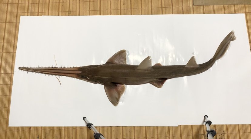 ノコギリザメ標本用 約95cm ノコギリザメ標本用 約95cm ノコギリザメ