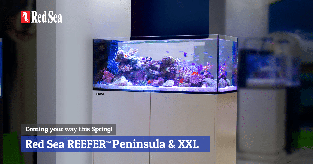 ペニンシュラスタイルかつスーパーサイズのRed Sea REEFERがまもなく発売！