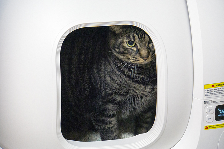 PETKIT 自動トイレ MAX スタンダード レビュー】最強最高の猫用自動