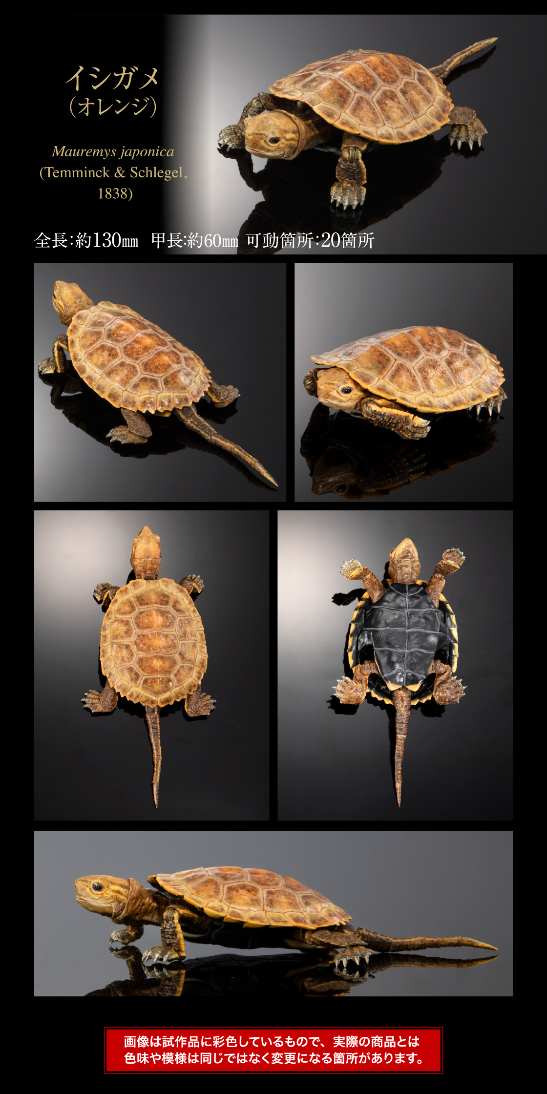 オンライン限定 いきもの大図鑑カメ02 磁石付き石型スタンドセット