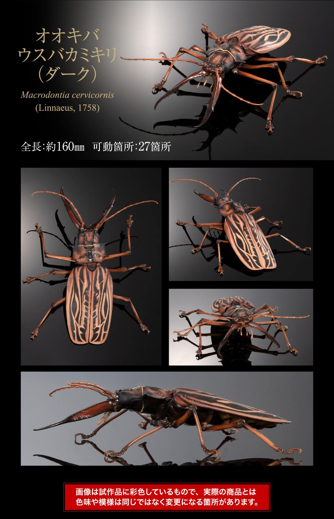 韓国保護種】ウスリーオオキバウスバカミキリ Callipogon 標本 韓国