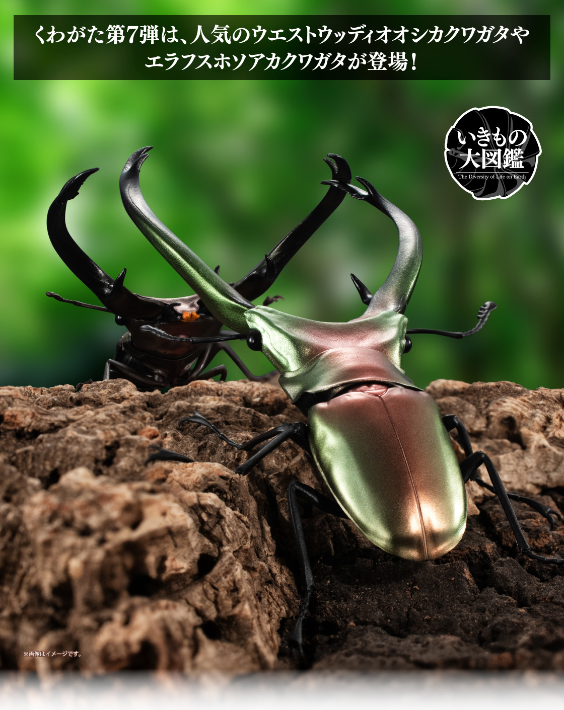 くわがた07｜いきもの大図鑑｜ガシャポンオフィシャルサイト
