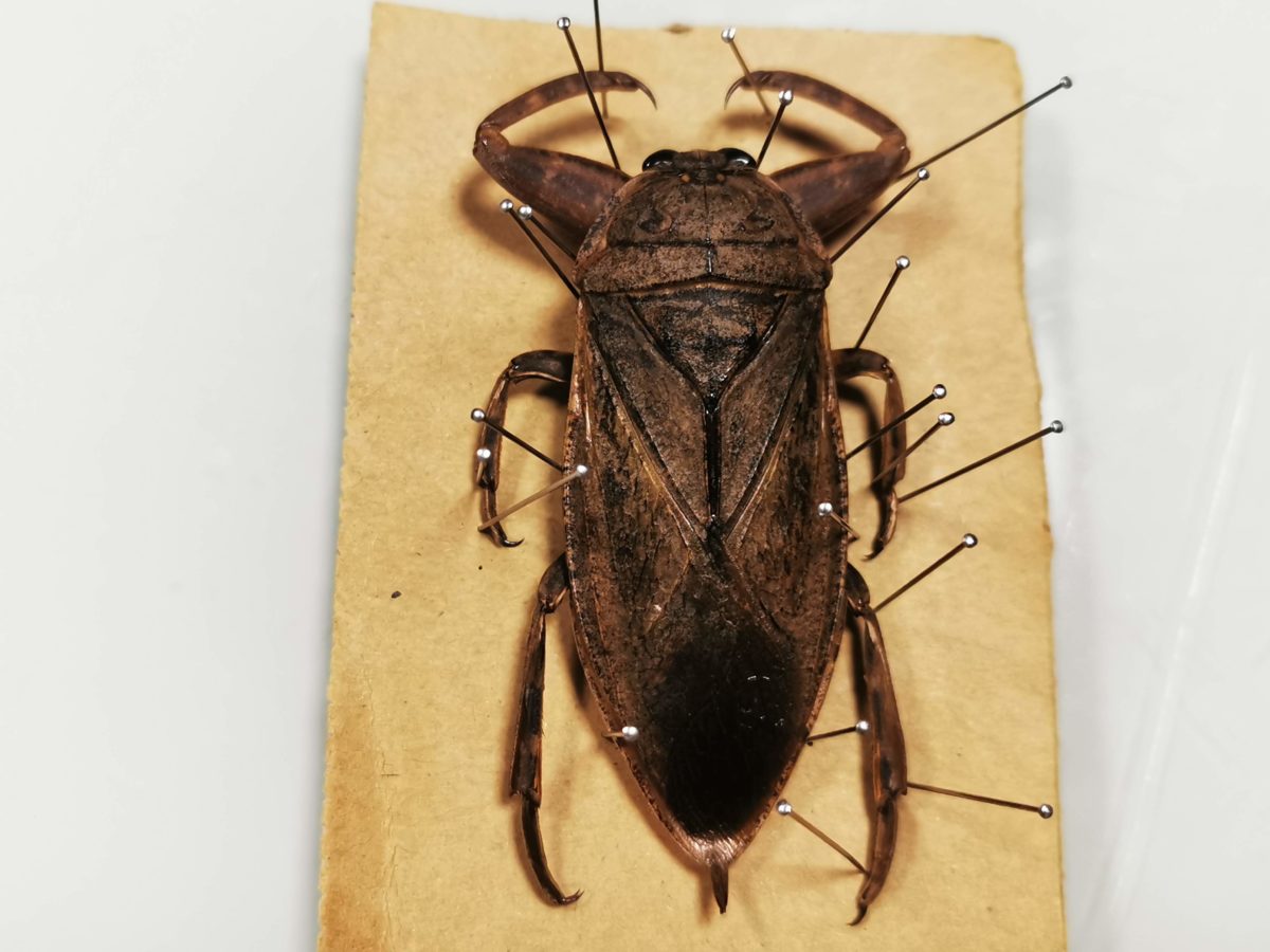 ナンベイオオタガメ 102mm(頭部〜羽先) 昆虫標本 タガメ 水生昆虫 標本