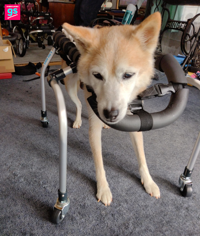 老犬介護なら室内用歩行器｜ゲンキサクラ