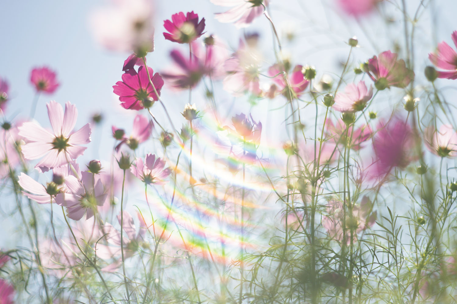 多重の虹色ゴーストが面白い Takumar 83mmF1.9 | オールドレンズ