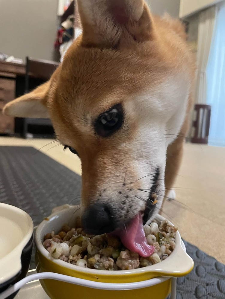 シェフが作る季節の食材で作る無添加ドッグフードmanmamia(100g×6