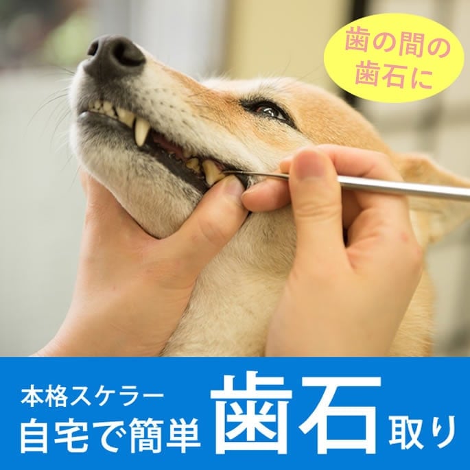 愛犬・愛猫用歯石取りスケラー 帝塚山ハウンドカム