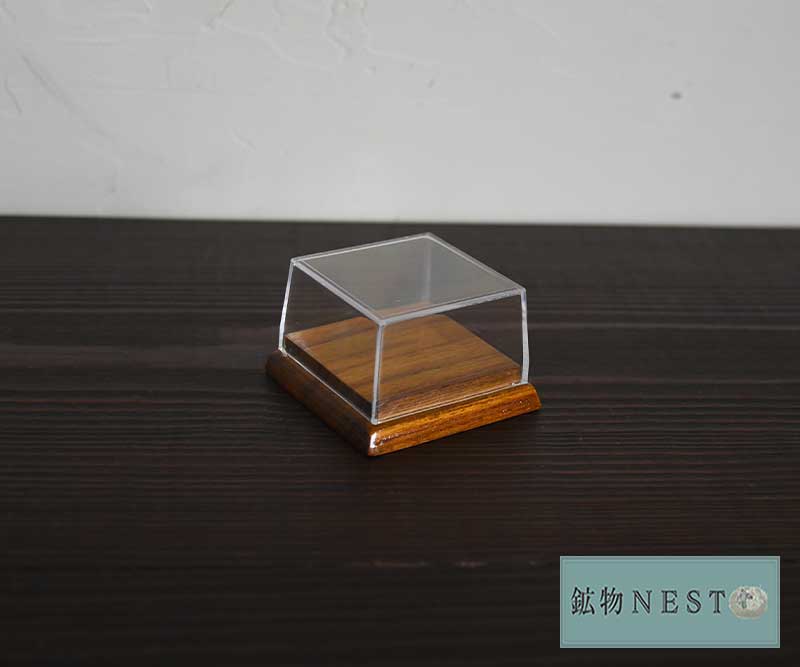 ウミグモ深海生物樹脂封入標本 LEDライト付き 木製ケース