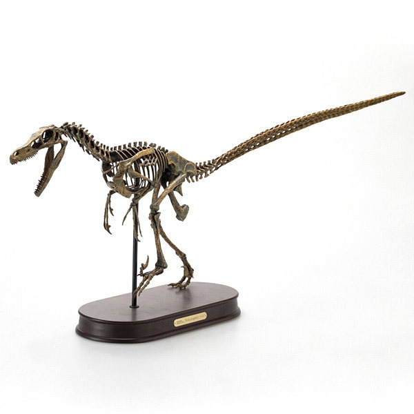 通販タウン｜精密模型『恐竜の骨格をリアルに再現！ ヴェロキラプトル
