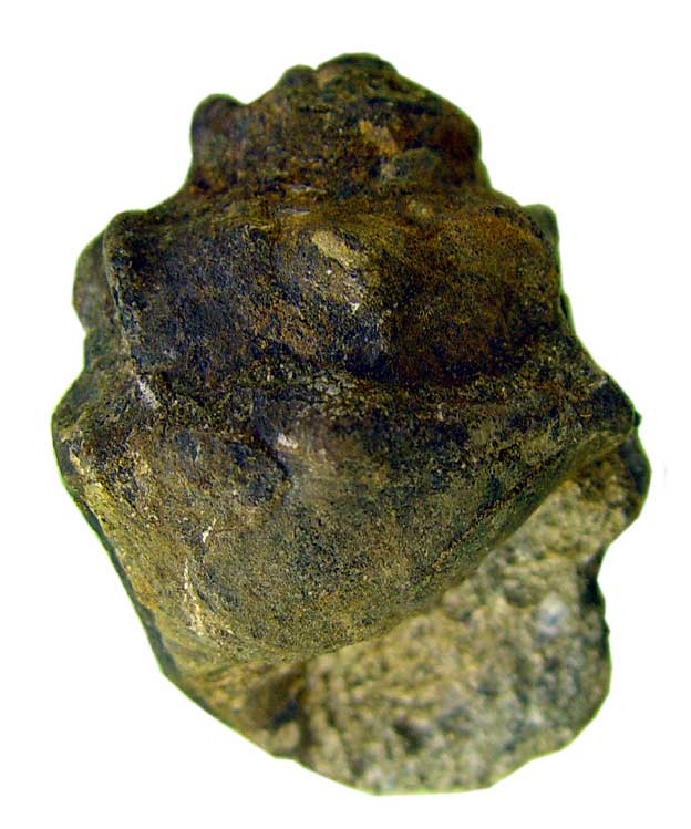 巻き貝始新世（約5千万年前）の化石