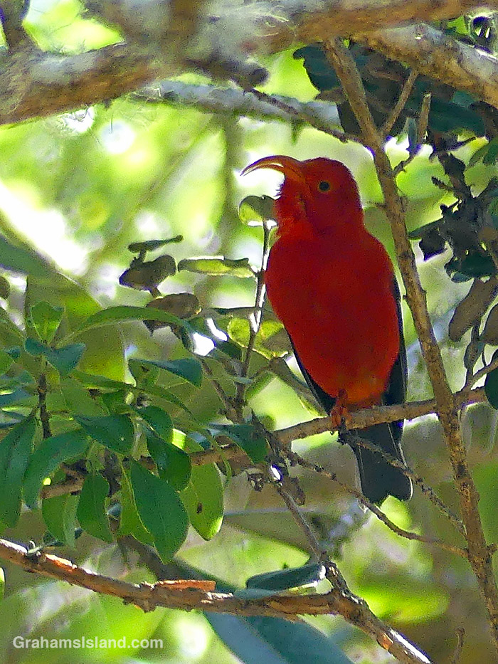 Red birds in green foliage | Graham's Island