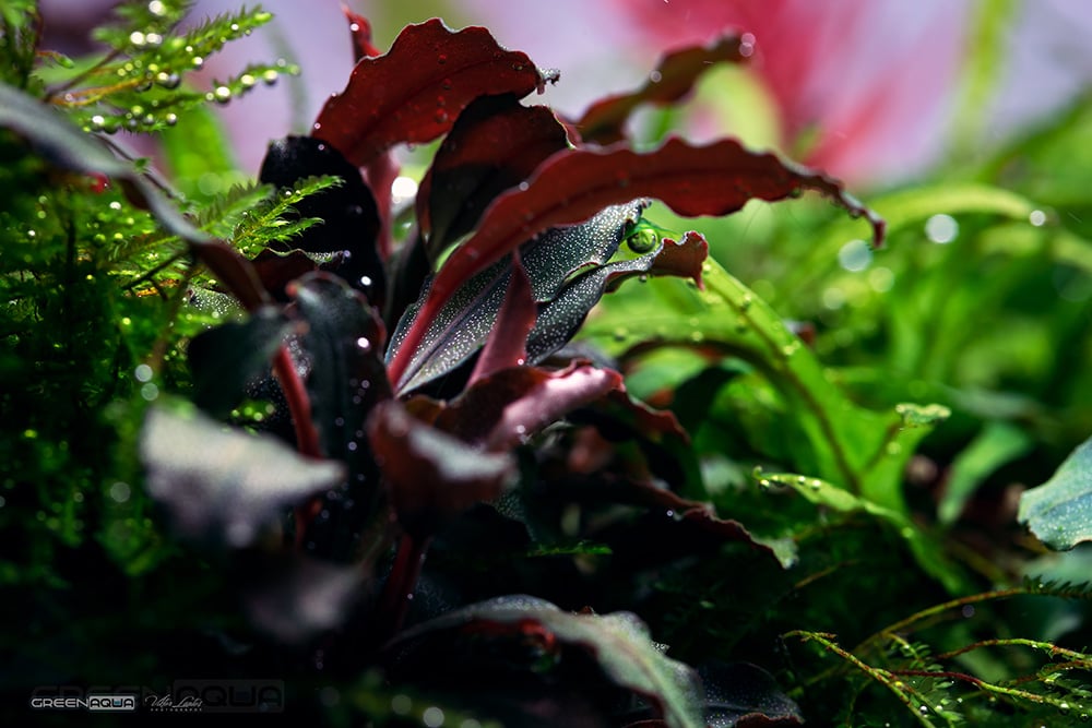 水草 Bucephalandra cv.