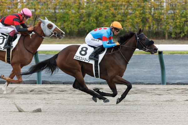 注目2歳馬】雨の新馬戦をキズナ産駒サトノシャイニングがV 馬場も苦
