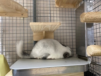 ペットの冷房器 PC-200