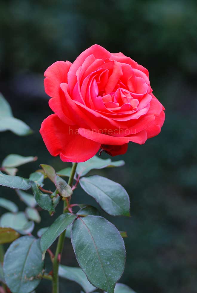鴨居玲 花 バラ 薔薇 鑑定書なし 鴨居玲 花 バラ 薔薇 鑑定書なし 鴨居